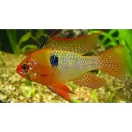 PEZ AQUAVIDA RAMIREZI ALBINO