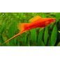 PEZ ESPADA ROJA ACUARIO