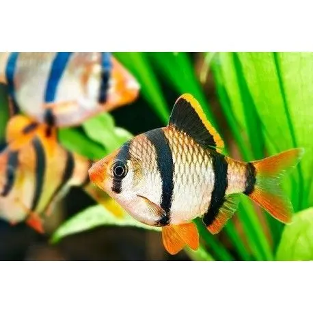 PEZ BARBO SUMANTRO (POLLOS) ACUARIO