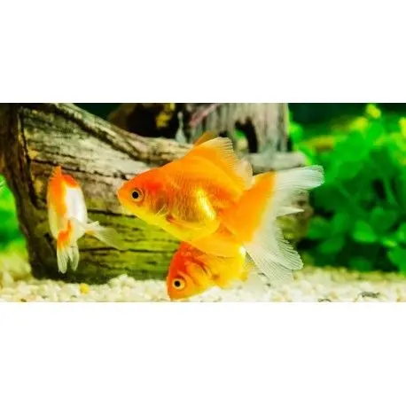 PEZ BAILARINA ROJA ACUARIO