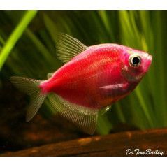 Pez Monja Fluorecente