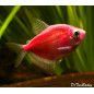 Pez Monja Fluorescente para acuarios