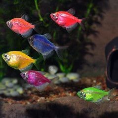 Pez Monja Fluorecente