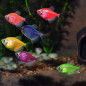 Pez Monja Fluorescente para acuarios