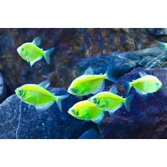 Pez Monja Fluorecente