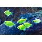Pez Monja Fluorescente para acuarios