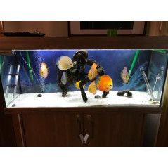 Arena De Silice 10kg Decorativa Para Acuarios Plantados Y De Peces