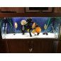 ARENA SILICE 10KG DECORATIVAPLANTADO Y PECES