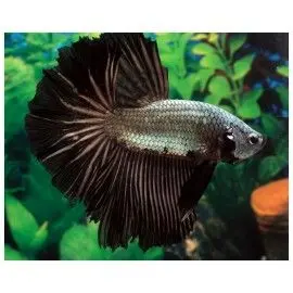 Pez Betta Macho Dragon - Acuario Online en Colombia | Aquavida