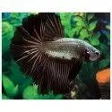 Pez Betta Macho Dragon - Acuario Online en Colombia | Aquavida