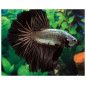 Pez Betta Macho Dragon - Acuario Online en Colombia | Aquavida