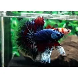 Pez Betta Macho Dragon - Acuario Online en Colombia | Aquavida