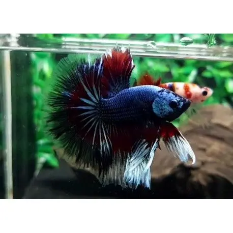 Pez Betta Macho Dragon - Acuario Online en Colombia | Aquavida