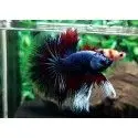 Pez Betta Macho Dragon - Acuario Online en Colombia | Aquavida