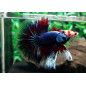 Pez Betta Macho Dragon - Acuario Online en Colombia | Aquavida