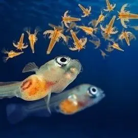 ARTEMIA SALINA PREMIUN MAYOR AL 90 PORCIENTO X10GRAMOS