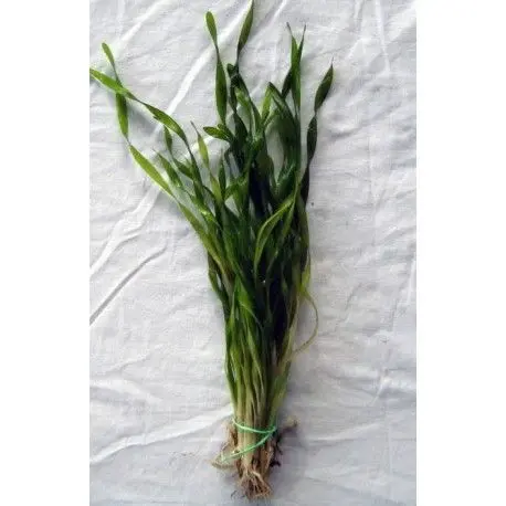 PLANTA VALLISNERIA SPIRALLIS ENTORCHADA