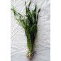 PLANTA VALLISNERIA SPIRALLIS ENTORCHADA