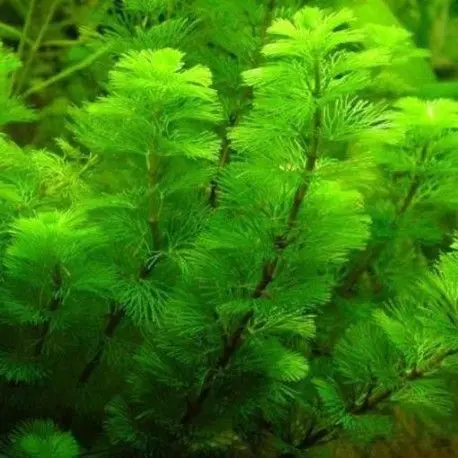 PLANTA NATURAL CABOMBA CAROLINIANA