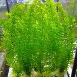 PLANTA NATURAL EGERIA ELODEA