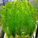 PLANTA NATURAL EGERIA ELODEA