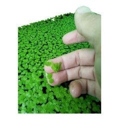 PLANTA ACUARIOS FLOTANTE LEMNA MINOR LENTEJA AGUA