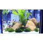 ARENA SILICE 5KG DECORATIVAPLANTADO Y PECES