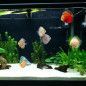 ARENA SILICE 10KG DECORATIVAPLANTADO Y PECES