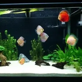 ARENA DE SILICE BLANCA X 2,5KG