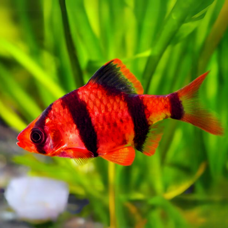 Pez Barbo Rojo Fluorescente – Pez Tropical para Acuario de Agua Dulce | Compra Online en Colombia