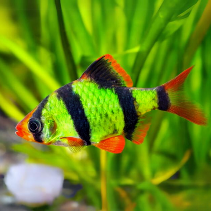 PEZ BARBO VERDE FLUORECENTE