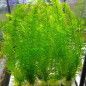 Planta Natural Elodea para Acuarios - Filtros Naturales y Decoración Acuática en Colombia