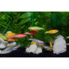 Pez Cebra Fluorecente