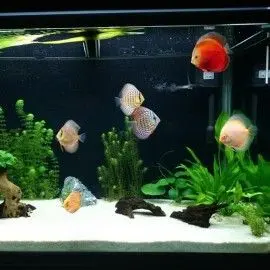 ARENA SILICE 10KG DECORATIVAPLANTADO Y PECES