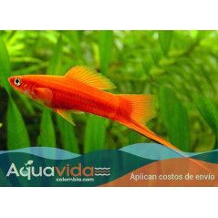 Pez Espada Roja
