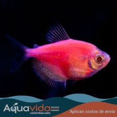Pez Monja Fluorecente