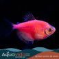 Pez Monja Fluorescente para acuarios