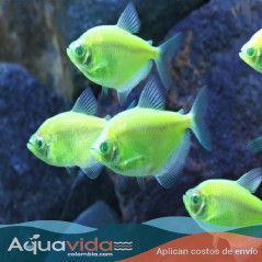 Pez Monja Fluorecente