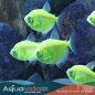 Pez Monja Fluorescente para acuarios