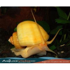 Caracol Manzana