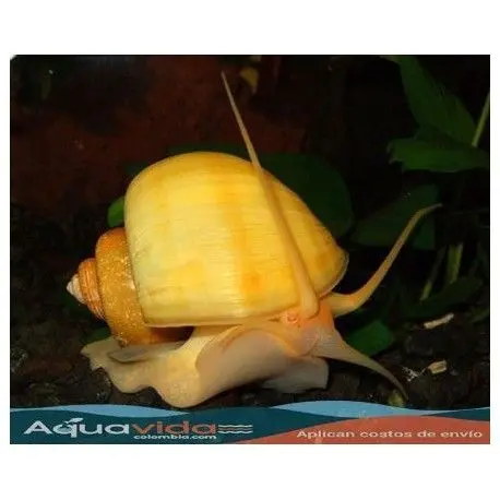 CARACOL MANZANA