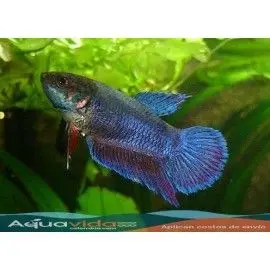 PEZ BETTA HEMBRA REPRODUCCION