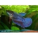 PEZ BETTA HEMBRA REPRODUCCION
