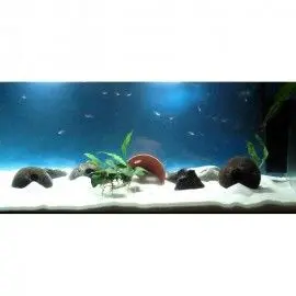 ARENA SILICE BLANCA X 2,5KG