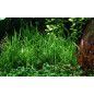 TetraColor Granulado 4 Tarros 300+75g Edición Especial 375g – Alimento para Peces Tropicales