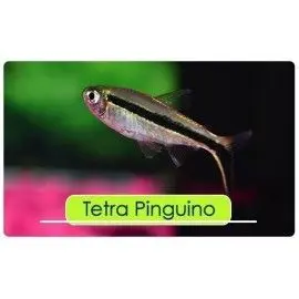 PEZ TETRA PINGUINO 3-4CM APROX