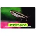 PEZ TETRA PINGUINO 3-4CM APROX