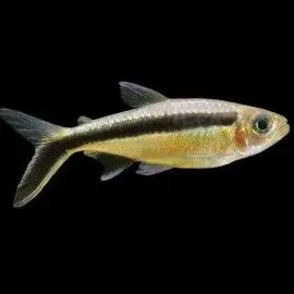 PEZ TETRA PINGUINO 3-4CM APROX