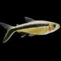 PEZ TETRA PINGUINO 3-4CM APROX