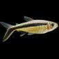 PEZ TETRA PINGUINO 3-4CM APROX